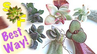 How to Propagate Succulents Based on Experiment Unexpected Results [upl. by Eedyaj]