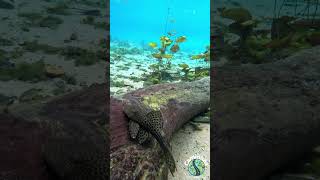 Pleco in natural habitat  Brazil aquariumfish nature fishkeeping pleco plecofish plantedtank [upl. by Merilee]