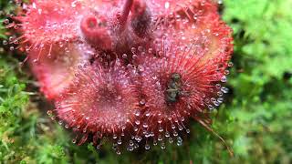 Fastest Carnivorous Sundew Plant Macro Time Lapse Drosera Burmannii [upl. by Tse]