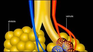 Poumons alvéoles pulmonaires [upl. by Adnic508]