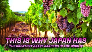 This Is Why Japan Has The Greatest Grape Gardens In The World [upl. by Euginom]