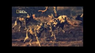 National Geographic Documentary  African Wild Dog  Wildlife Animal [upl. by Annahpos]