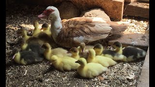 Muscovy Ducklings growth  hours to 7 days old [upl. by Ahsin]