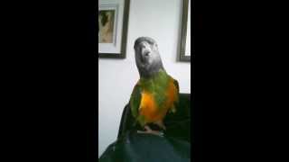 Talkative Senegal Parrot [upl. by Jeromy976]