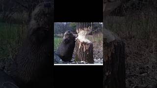 🦫Beaver पेड़ कैसे काटते हैं  How Beave Cut Down Tree By Wild Adventures [upl. by Alidia]