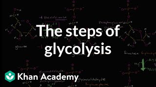 Steps of glycolysis  Cellular respiration  Biology  Khan Academy [upl. by Olivette995]