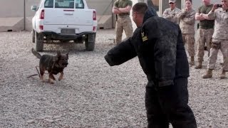 Military Working Dogs Demo  US Marine Corps 1st Law Enforcement Battalion [upl. by Aurita793]