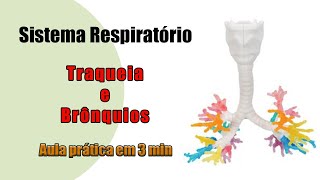 Sistema Respiratório  Traqueia e Brônquios  Aula Prática [upl. by Eekorehc]