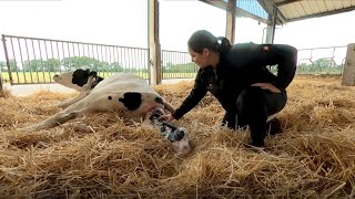 360° Louisas Milchbauernhof in der Wedemark mit Kuhgeburt [upl. by Nilyram]