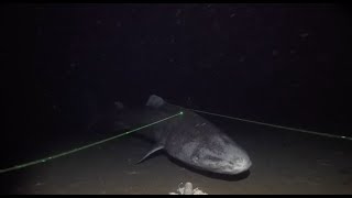 Science Brief Greenland Sharks [upl. by Notsek884]