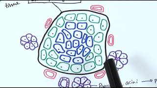 A2 Biology  Histology of the pancreas OCR A Chapter 142 [upl. by Atinuj697]