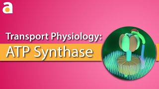 Transport Physiology 3D ATP Synthase ATPase [upl. by Macswan]