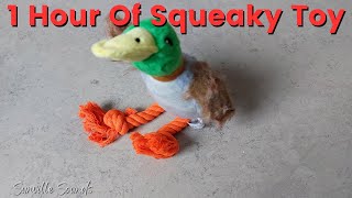 1 Hour of Squeaky Duck Toy Sound [upl. by Romola497]