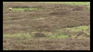 Stone Curlew Cavenham Heath Suffolk 22324 [upl. by Irtimd]