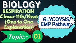 class 11 Glycolysis l glycolysis easy explanation [upl. by Irahc398]