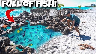 We FOUND A Tide Pool FULL Of EXOTIC FISH [upl. by Ahsetra]