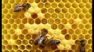 Apicultura  Las Abejas  Producción de Miel de Abejas  TvAgro por Juan Gonzalo Angel [upl. by Frye]