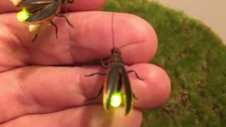 Firefly Lighting Bug props [upl. by Elehcar909]