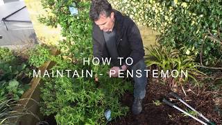 How to maintain  Penstemon [upl. by Lydia]