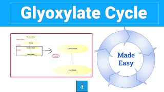 Glyoxylate cycle step by step [upl. by Hanaj]