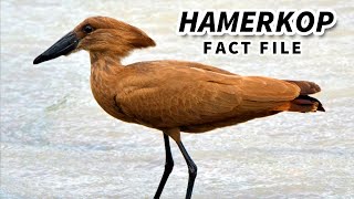 Hamerkop Facts the HAMMERHEAD Bird 🔨 Animal Fact Files [upl. by Androw]