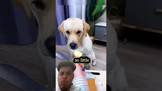 TRY NOT TO LAUGH‼️😭fyp trending viral funny shorts animals [upl. by Linis]