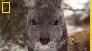 Le chevrotain portemusc sa tête de kangourou et ses dents de vampire [upl. by Esiocnarf]