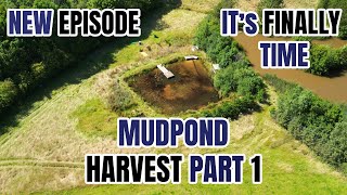 ITS FINALLY TIME FOR THE MUDPOND HARVEST  PART 1 [upl. by Nirrak]