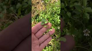 Cardamine hirsuta flickweed bittercress forage Australia video ID [upl. by Sonaj]