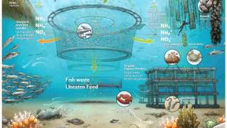 What is Integrated Multi Trophic Aquaculture [upl. by Kyte]