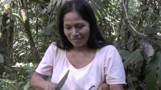 Amazonian Ethnobotany Harvesting amp eating Grias Neuberthii [upl. by Itsirk]