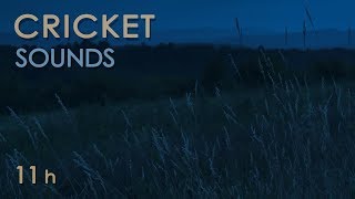 Cricket Sounds  Crickets Chirping at Night  Nature Sounds for Sleep amp Relaxation  11 Hours [upl. by Nauqet]