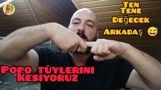 Kuşlarda Popo Tüyü Neden Kesilir Faydaları ve Zararları l Keserken Nelere Dikkat Edilmeli [upl. by Aloisia]