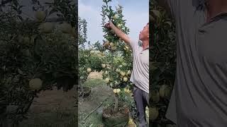 Apple tree side branch pruning process Good tools and machinery can increase work efficiency [upl. by Uyr]