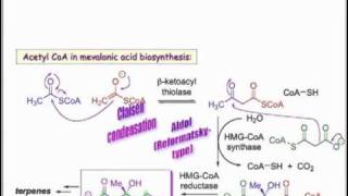 Examples of Acetylation by Acetyl CoA [upl. by Athalla]