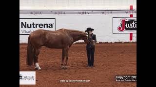 Win Your Dreams 2015 AQHA Gelding Showmanship and Hunt Seat [upl. by Imefulo]