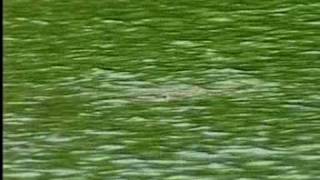 3 alligators spotted in Lake Wylie [upl. by Herschel]