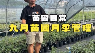 秋季九月苗圃月季管理打药除草浇水施肥 [upl. by Werdma]