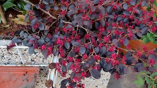 Loropetalum chinense quotblack pearlquotLoropetalo [upl. by Orestes]