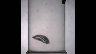 Condensing vapor bubbles in subcooled boiling [upl. by Nowell596]