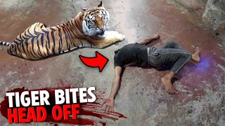 This Tiger BITES Thottathil Prajeeshs HEAD OFF [upl. by Suravaj510]