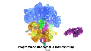 Programmed ribosomal 1 frameshifting [upl. by Hephzipah900]