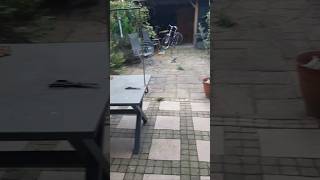 sperwer Roofvogel in actie in onze achtertuin Unieke video Herfst Vlaardingen [upl. by Anniala767]