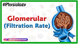 Glomerular filtration rate  Usmle Renal Physiology Animations [upl. by Kauppi961]