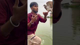 Kabuter ne Bacha liya magarmach se 😱🕊️👌pigeon shortvideo shortsfeed yt viralvideo 😱🕊️🙏🏻 [upl. by Rollin480]