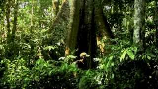 Amazon Rainforest  Paul Rosolie [upl. by Brenan37]