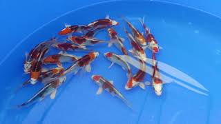 High quality Kujaku koi fish has arrived from ogata koi farm [upl. by Gnilyam]