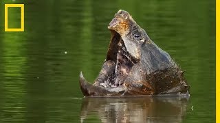 Insolite  lattaque des tortues alligators [upl. by Llerrehc434]