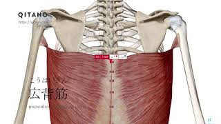 広背筋の解剖学図｜musculus latissimus dorsi｜筋肉辞典49 [upl. by Atsira101]