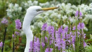 ダイサギとハナトラノオ Great Egret ＆ Physostegia virginiana [upl. by Euton407]